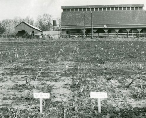 Mule barn